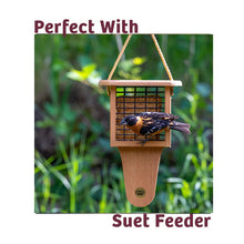 Load image into Gallery viewer, Bugs and Nuts No Melt Suet