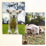 Load image into Gallery viewer, 1818 Farms Journal -Lamb