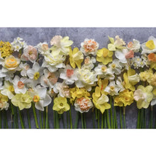 Load image into Gallery viewer, Daffodils: Beautiful Varieties For Home and Garden
