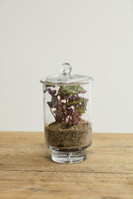 Load image into Gallery viewer, Asteridge Terrarium
