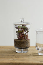 Load image into Gallery viewer, Asteridge Terrarium
