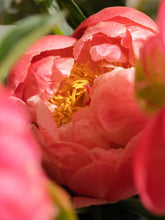 Load image into Gallery viewer, Sunkissed Pura Smart Vial
