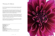 Load image into Gallery viewer, Dahlias; Beautiful Varieties For Home &amp; Garden
