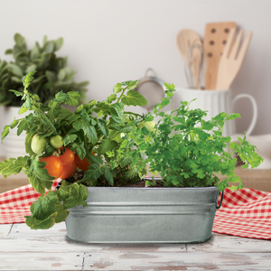 Windowsill Grow Kit -Taco Night