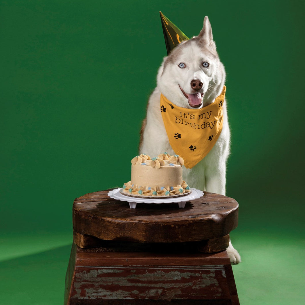 Pet Bandanas -Big Deal / My Birthday