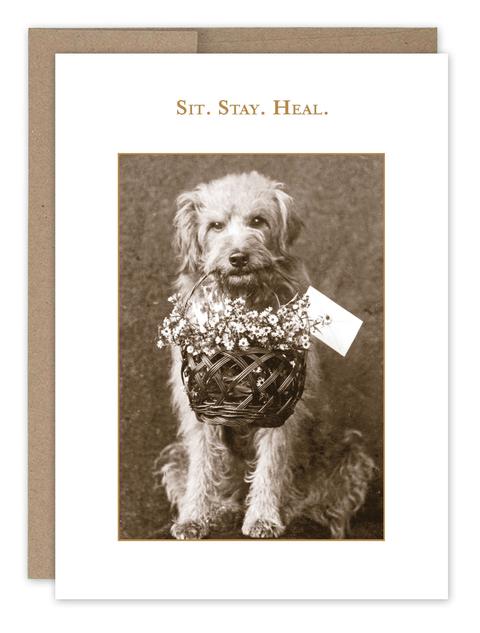 SMartin Get Well Card -Sit.  Stay.  Heal.