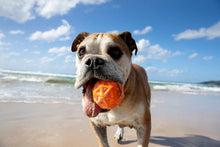 Load image into Gallery viewer, Waboba Tailwind Dog Ball
